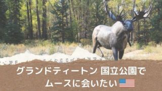 グランドティートン国立公園でムースに会える可能性の高い場所