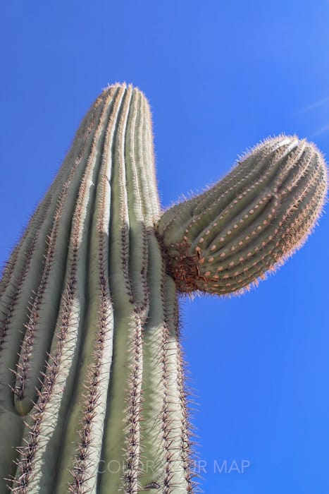 樹齢75年くらいのsaguaroになると枝分かれが見られる