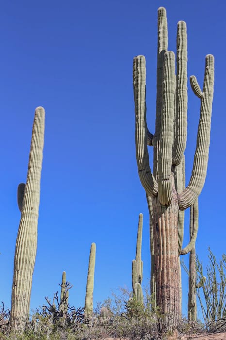 樹齢100年超のsaguaroは巨大で枝分かれも多い