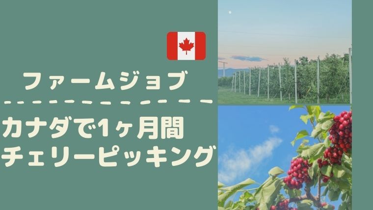 カナダBC州オソヨースで1ヶ月間チェリーピッキングをした体験談