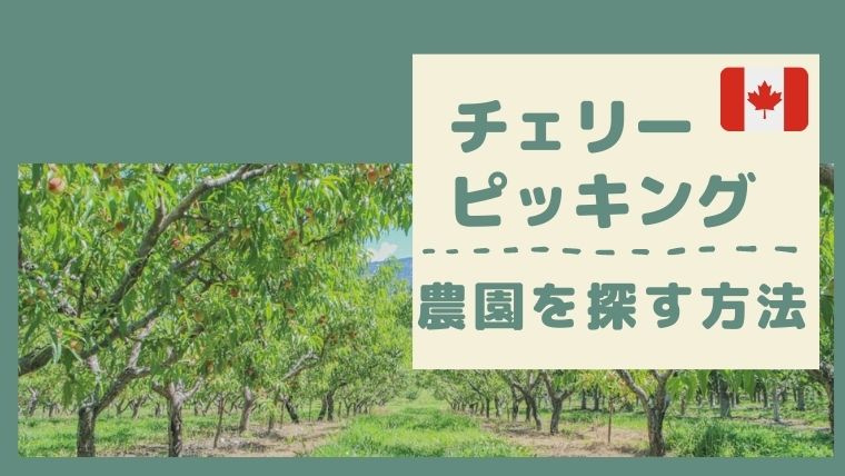 カナダでチェリーピッキングの仕事を探す方法、いい農園に出会うコツや注意点