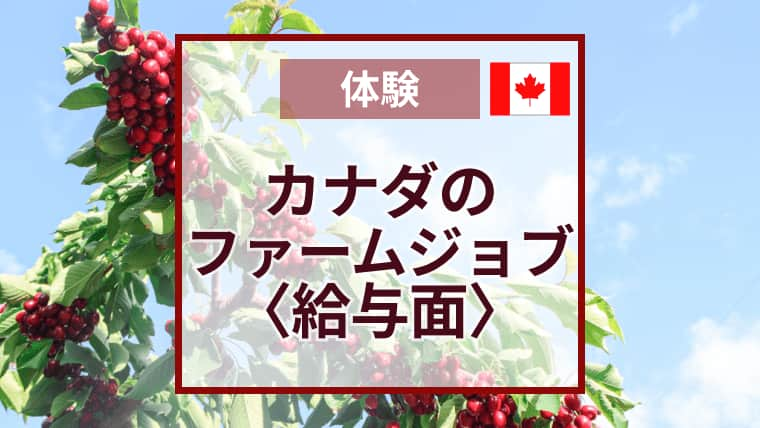 チェリーピッキングの給料｜カナダのファームジョブは稼げる？稼げない？